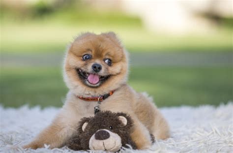 What Is The Puppy That Looks Like A Teddy Bear