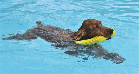 Can Dogs Swim Underwater
