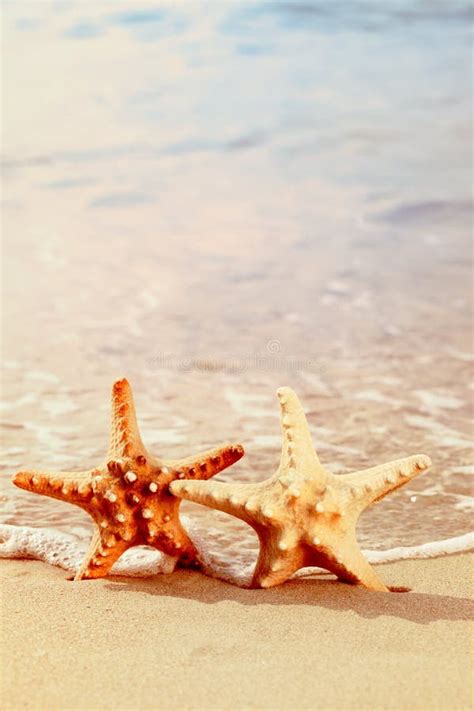 Two Starfish On A Beach Stock Photo Image Of Outdoor 17555490