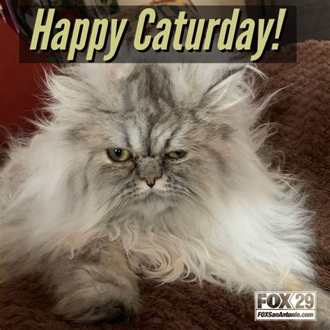 Happy Caturday From Kabb Fox 29 News San Antonio Facebook