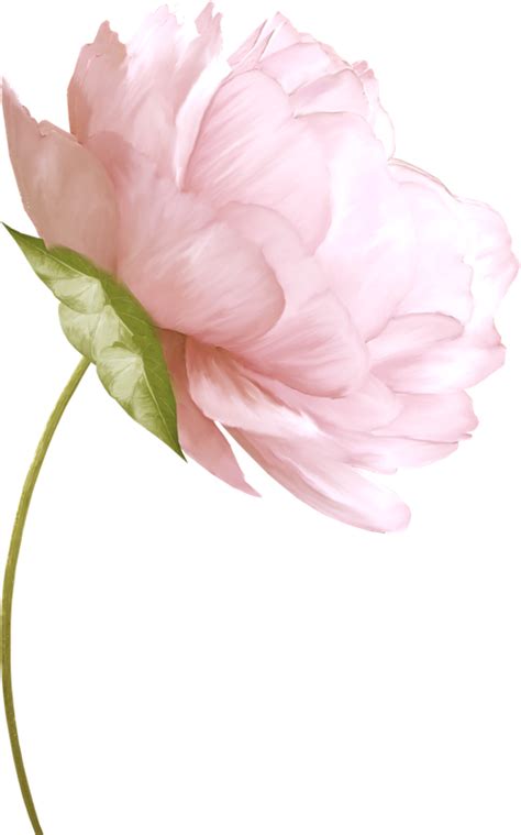 Peony Clipart Watercolor Abstract Peony Watercolor