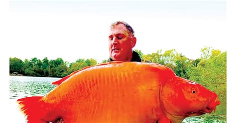 فيديو لاصطياد سمكة ذهبية عملاقة وزنها أكثر من 30 كيلوغراما Palprees