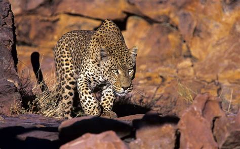 Nature Animals Wildlife Leopard Wallpapers Hd Desktop And Mobile