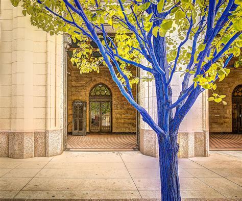 Blue Trees In Downtown Denver Editorial Photo Image Of Artist Travel