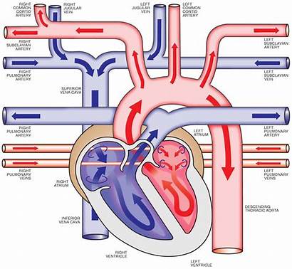 Heart Anatomy Diagram Human Blood Unlabeled Vein