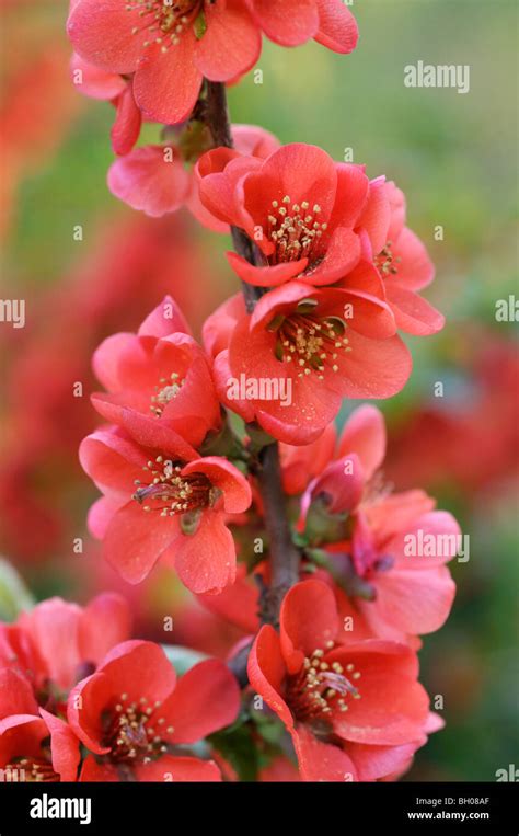 Japanese Quince Chaenomeles Japonica Stock Photo Alamy