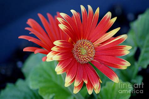Colorful Gerbera Photograph By Living Color Photography Lorraine Lynch
