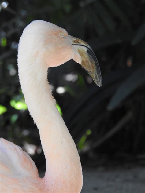 Flamingo Beak Its Unique Similar But Different In The