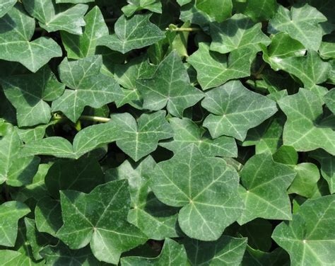Thorndale Hardy English Ivy Groundcover 100 Bare Root Plants Etsy