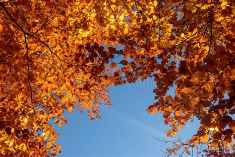 Autumn Leaves With The Blue Sky Stock Photo Image Of Environment