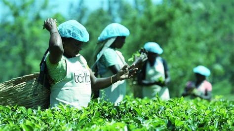 Manufacturing Pure Ceylon Tea In Sri Lankan Tea Factories Venture Tea