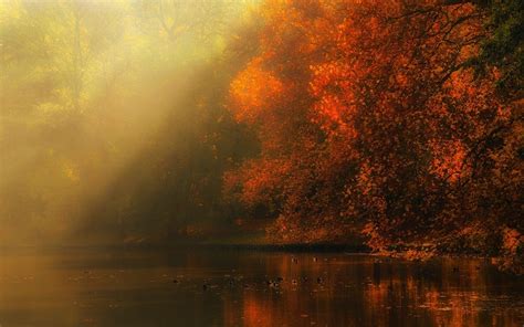 Nature Landscape River Forest Fall Mist Sun Rays Trees Atmosphere