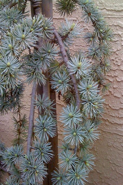 Buy Weeping Blue Atlas Cedar Free Shipping Wilson Bros Gardens 1