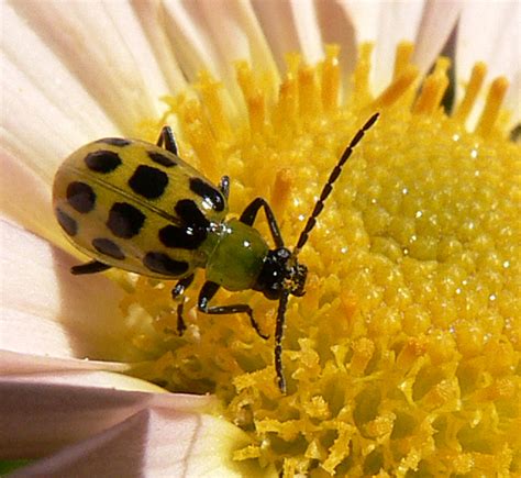 Black Spotted Yellow Beetle Diabrotica Undecimpunctata Bugguidenet