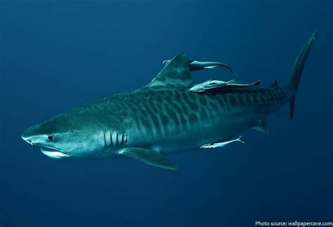 Interesting Facts About Tiger Sharks Just Fun Facts