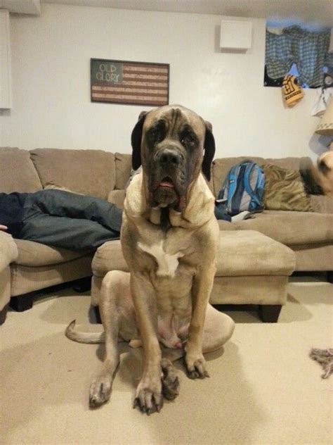 My Biggs 15 Months Old 212 Pound American Mastiff Giant Dog Breeds