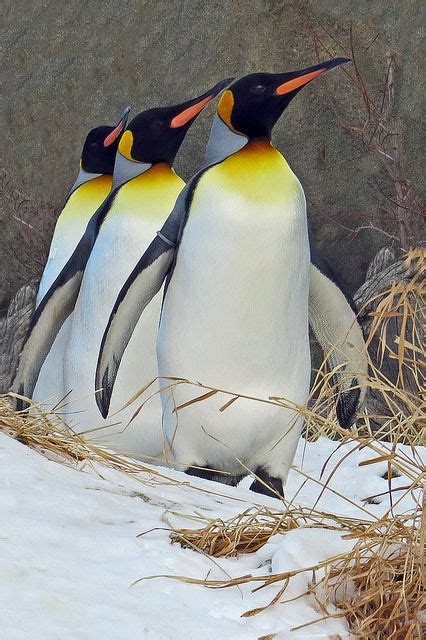 We Three Penguins Photo Njchow82 On Flickr Penguins Cute Penguins