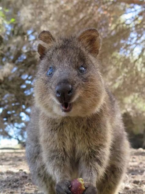 7 Cutest Animals Australia Is Hiding From The World Times Now