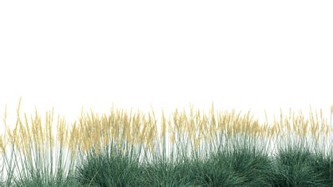 Tall Fescue Grass Seed What Is Tall Fescue Grass A Complete Guide