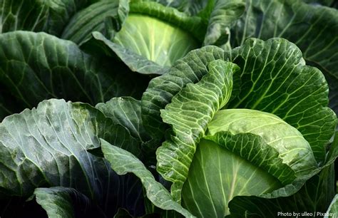 Interesting Facts About Cabbage Just Fun Facts