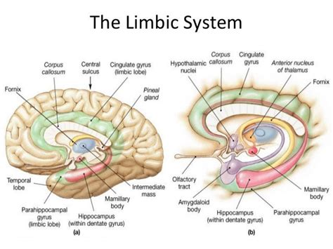 Neurobiology Of Memory