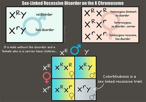 Sex Linked Recessive Disorder Graphic Science With The Amoeba Sisters