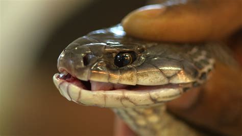 Papua New Guineas Snake Man Environment Al Jazeera