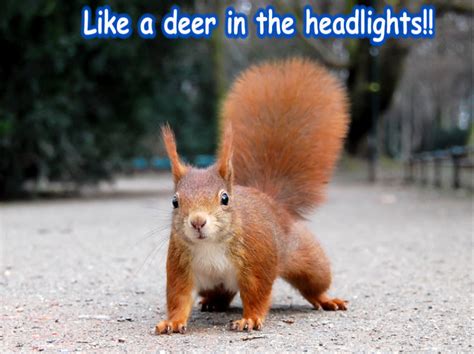 Squirrel Funny Animal Humor Photo 20272025 Fanpop