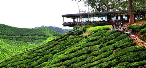 #2 best value of 285 places to stay in cameron highlands. 13 Tempat Wajib Singgah Di Cameron Highland - REMAJA