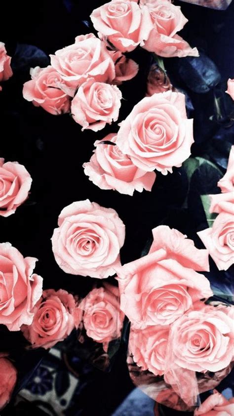 Aesthetic Pink Roses Wallpapers Wallpaper Cave