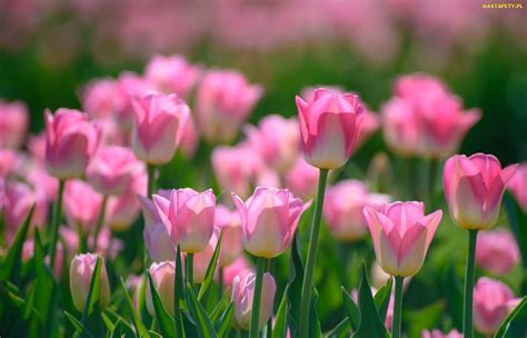 Tapety Zdjęcia Kwiaty Wiosna Tulipany