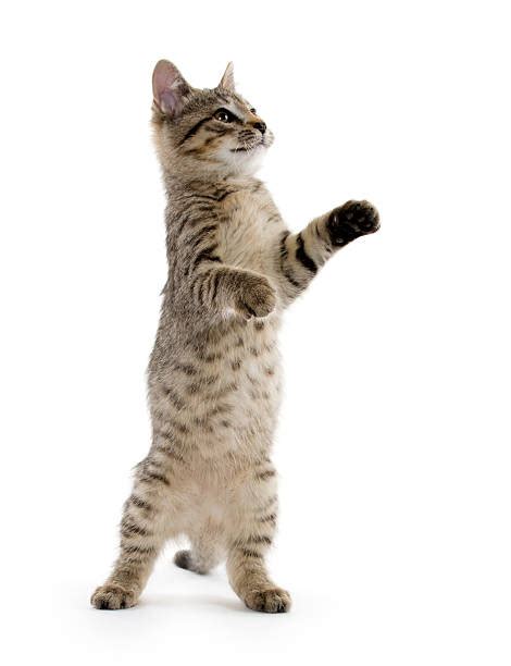 Cat Pouncing White Background Stock Photos Pictures And Royalty Free