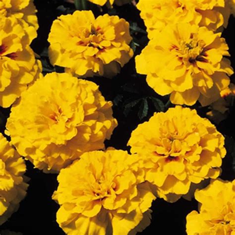 French Marigold Flower Garden Seeds Janie Series Bright Yellow