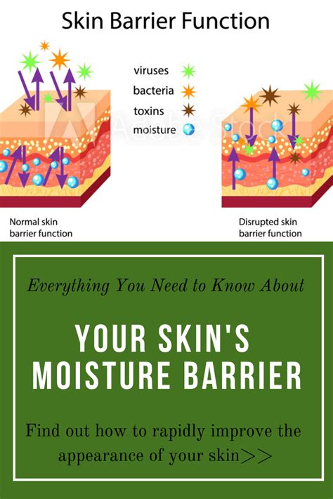 Damaged Skin Barrier Heres How To Fix It Spalina Inc Peptides