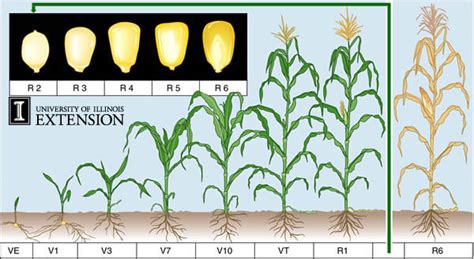 Irrigated Corn Irrigation Research Foundation