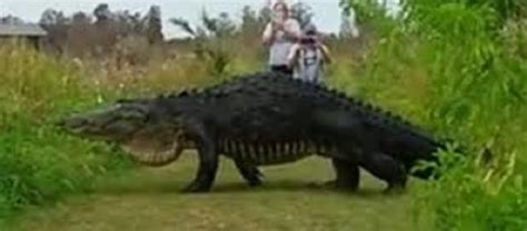 Insanely Large Alligator Strolls In Front Of Tourists In Lakeland Florida