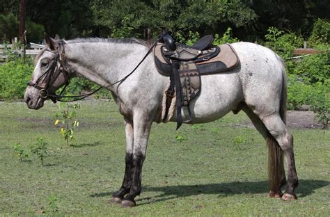 10 Most Common Blue Roan Horse Breeds With Pictures