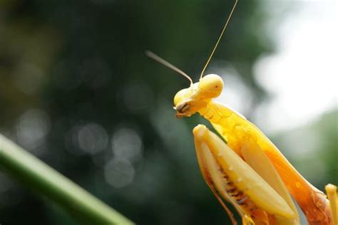 How To Take Care Of A Pet Praying Mantis Fact Sheet And Advice 2024