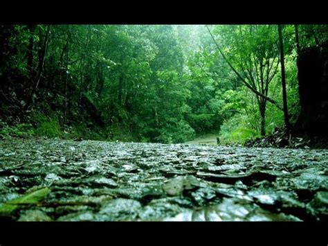 Kanneliya Rain Forest Sri Lanka Youtube