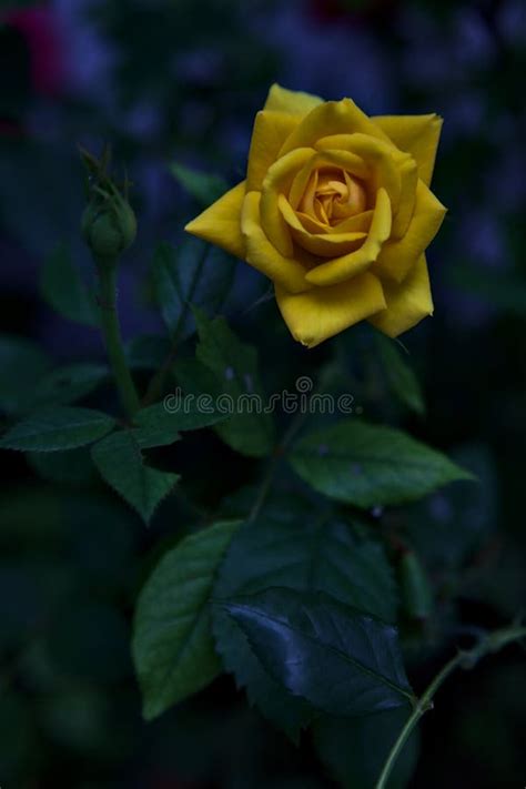Yellow Miniature Rose In Bloom With Foliage On A White Background Stock