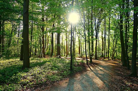 Free Image On Pixabay Tree Forest Path Park Sun Paths Forest