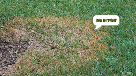 How To Treat St Augustine Grass Fungus And Revive Brown Spots Terra