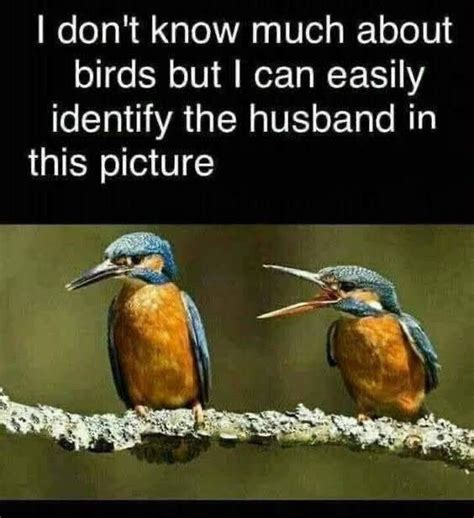 Pin By Jane Pertain On Birds Funny Quotes Funny Jokes Really Funny