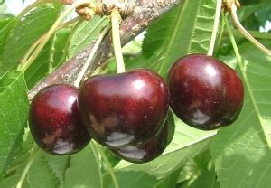 Bing, black tartarian, lapins, royal lee, van varieties! EbonyPearl™ Cherry | Dave Wilson Nursery
