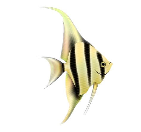 Angelfish Png Free Image Png All Png All