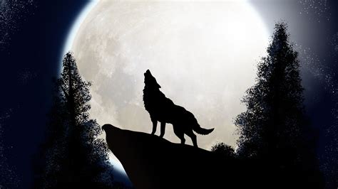 2048x1152 Wolf The Midnight Colf 2048x1152 Resolution Hd 4k Wallpapers