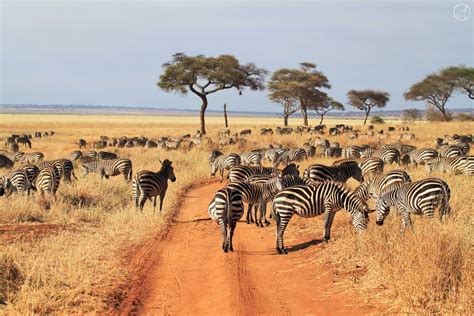 Facts About Tarangire National Park Interesting Facts About Tarangire