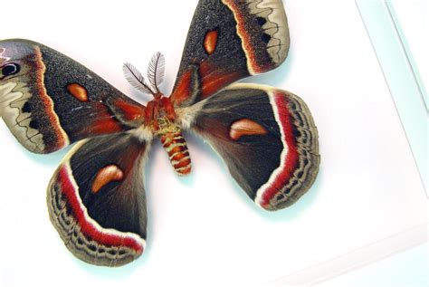 Hyalophora Cecropia Moth Male Xl 4 34 Wingspan
