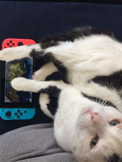 My Cat Playing On The Nintendo Switch 고양이