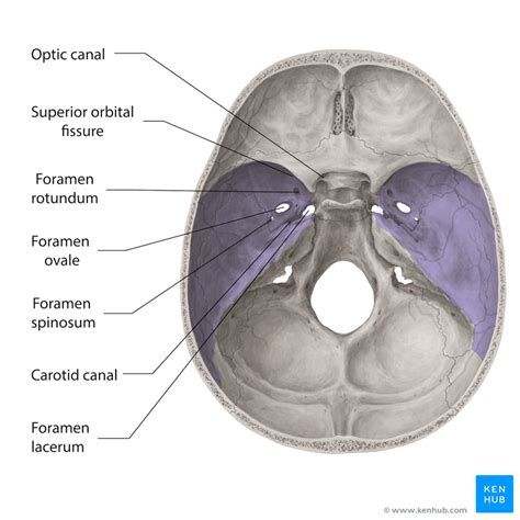 Cranial Fossa Foramen